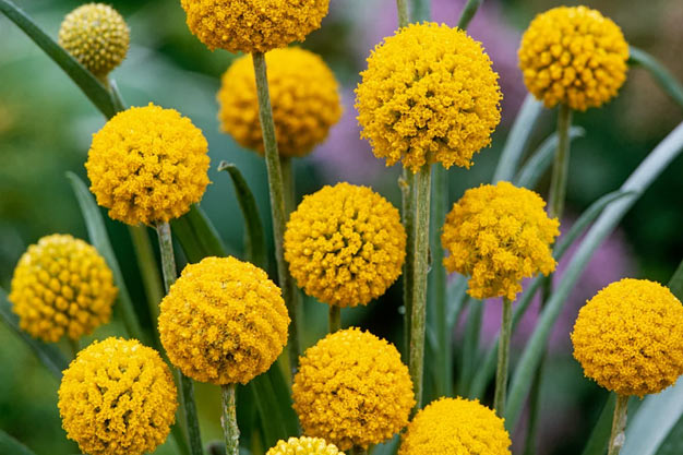Australia-Flowers-Billy Buttons