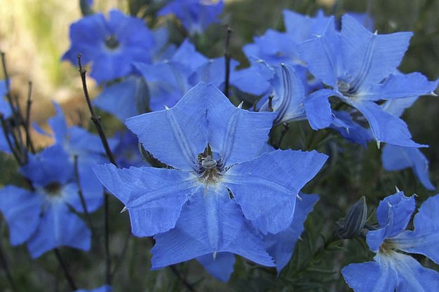 Australia-Flowers-Blue Leschenaultia