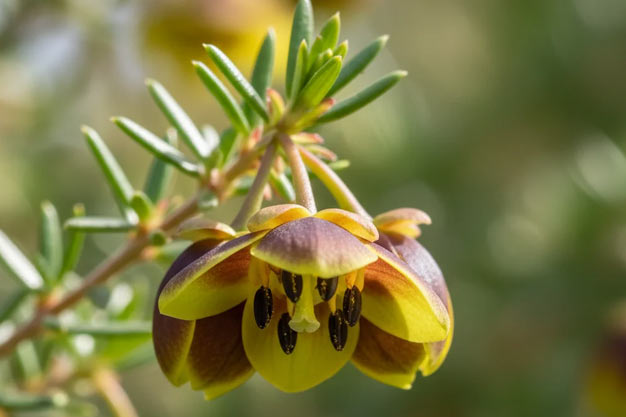 Australia-Flowers-Boronia