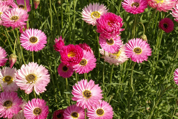 Australia-Flowers-Everlasting Daisy