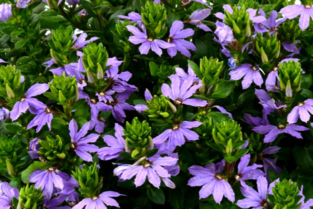 Australia-Flowers-Fan Flower