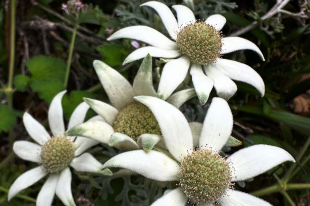 Australia-Flowers-Flannel Flower