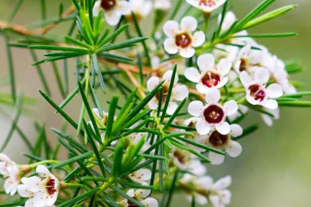 Australia-Flowers-Geraldton Wax