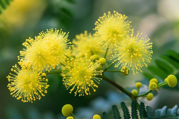 Australia-Flowers-Golden Wattle