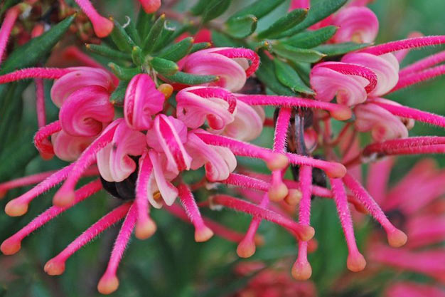 Australia-Flowers-Grevillea