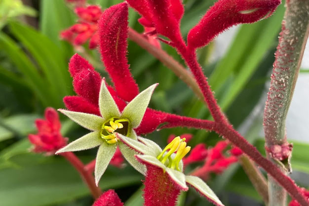Australia-Flowers-Kangaroo Paw