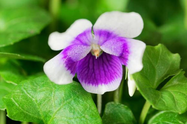 Australia-Flowers-Native Violet