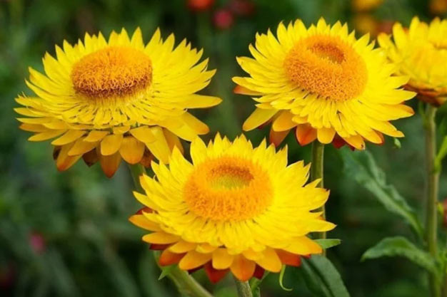 Australia-Flowers-Paper Daisy