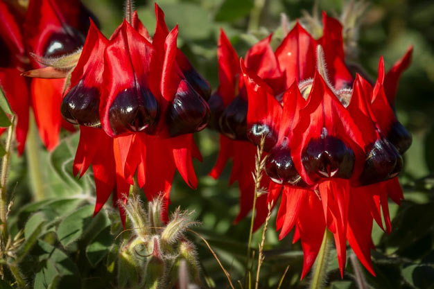 Australia-Flowers-Sturt's Desert Pea