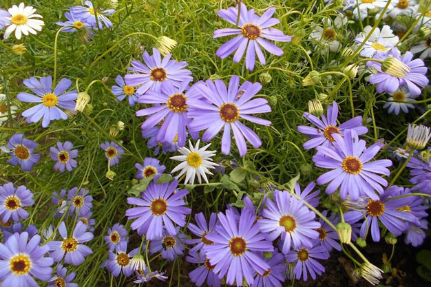 Australia-Flowers-Swan River Daisy