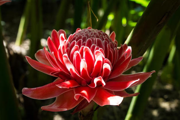 Australia-Flowers-Waratah