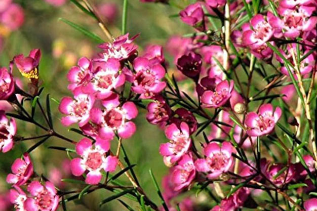 Australia-Flowers-Waxflower