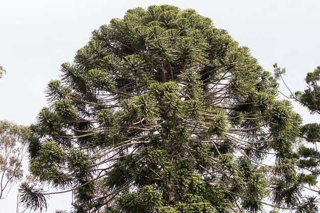 Australia-Plants-Bunya Pine