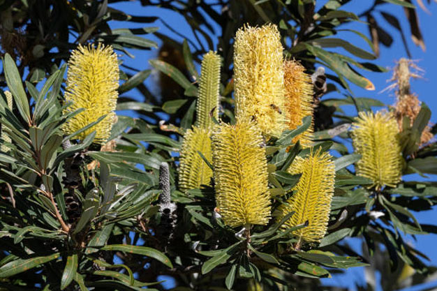 Australia-Plants-Coast Banksia Shrub