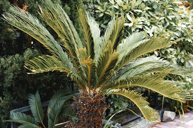 Australia-Plants-Cycad