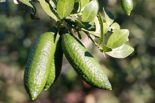 Australia-Plants-Finger Lime