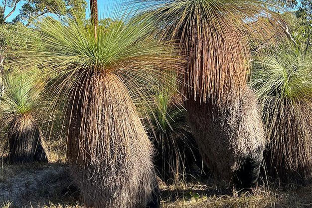 Australia-Plants-Grass Tree