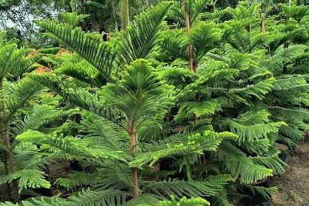 Australia-Plants-Hoop Pine