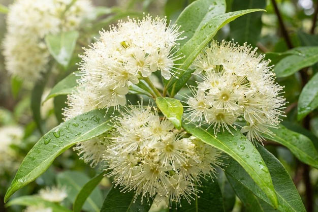 Australia-Plants-Lemon Myrtle