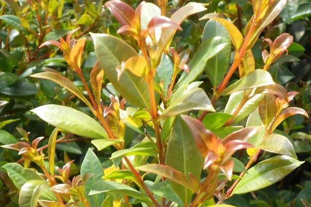 Australia-Plants-Lilly Pilly