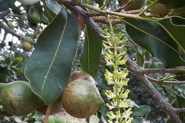 Australia-Plants-Macadamia Tree