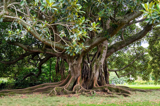 Australia-Plants-Moreton Bay Fig