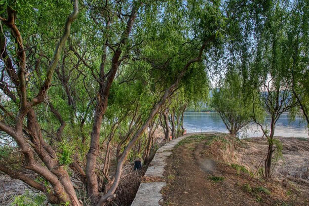 Australia-Plants-River Red Gum