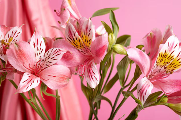 Brazil-Flowers-Lily of the Incas
