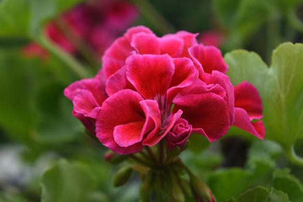Brazil-Flowers-Begonia