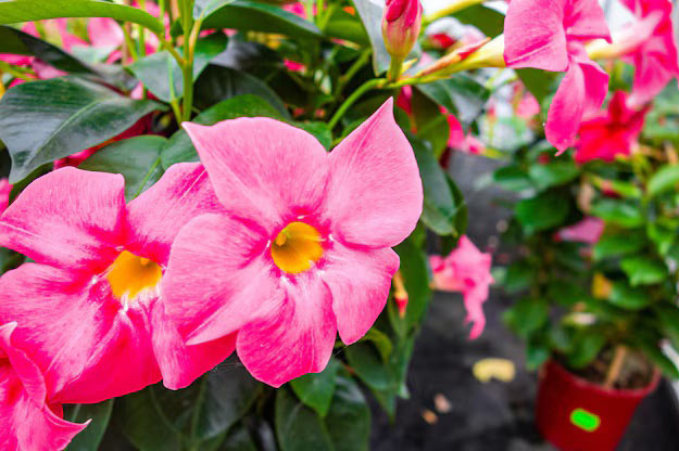 Brazil-Flowers-Brazilian Jasmine