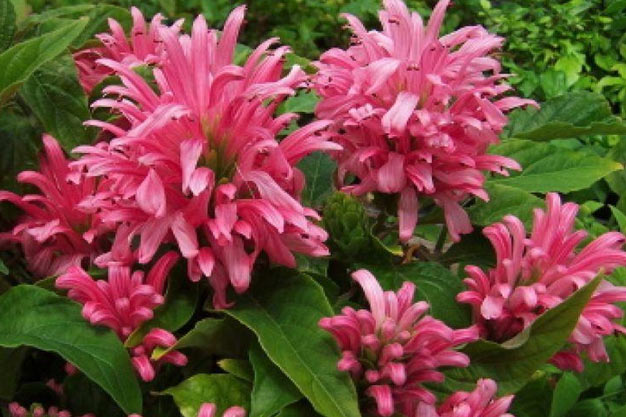 Brazil-Flowers-Brazilian Plume Flower