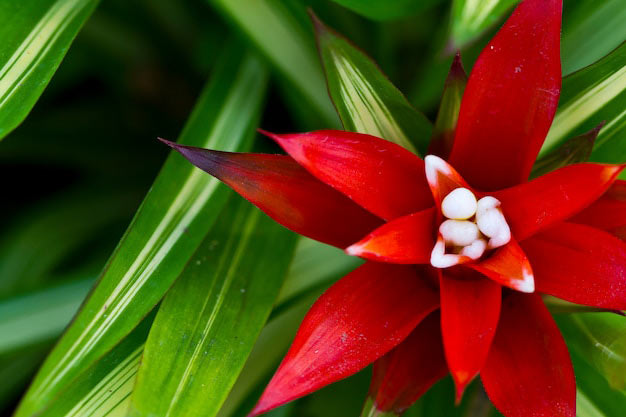 Brazil-Flowers-Bromeliads