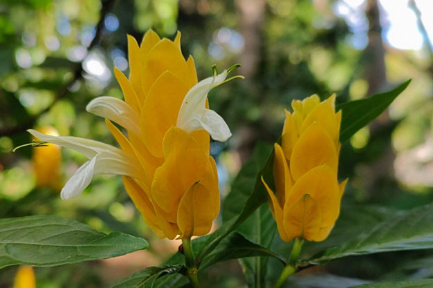 Brazil-Flowers-Camarão-Amarelo
