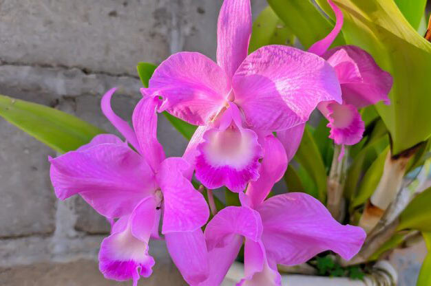 Brazil-Flowers-Corsage Orchid