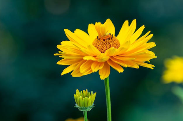 Brazil-Flowers-Chrysanthemum