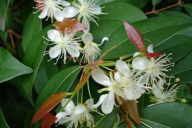 Brazil-Flowers-Copaíba Flower