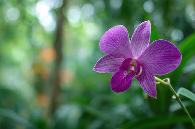 Brazil-Flowers-Dendrobium orchids