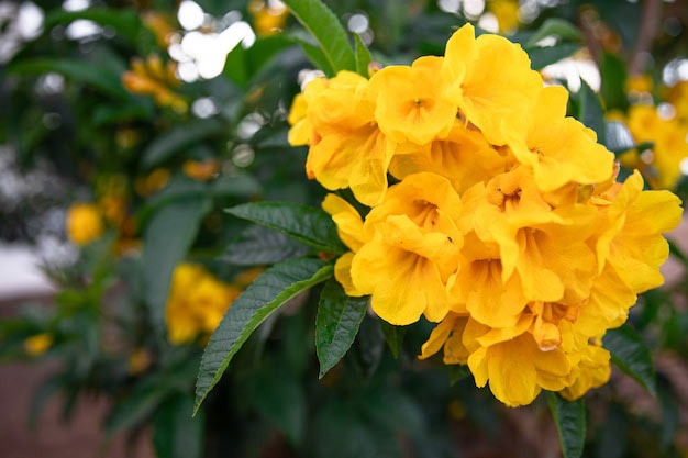 Brazil-Flowers-Golden Trumpet