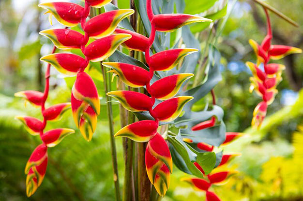Brazil-Flowers-Lobster Claw