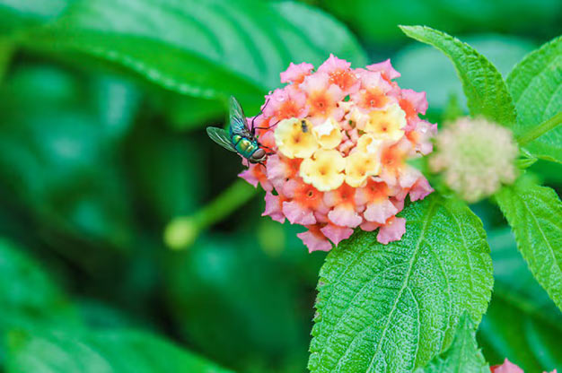 Brazil-Flowers-Lantana