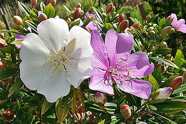 Brazil-Flowers-Manacá-da-Serr