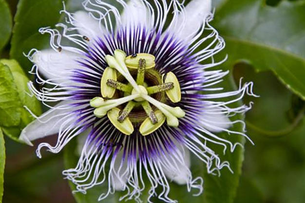 Brazil-Flowers-Passion Flower