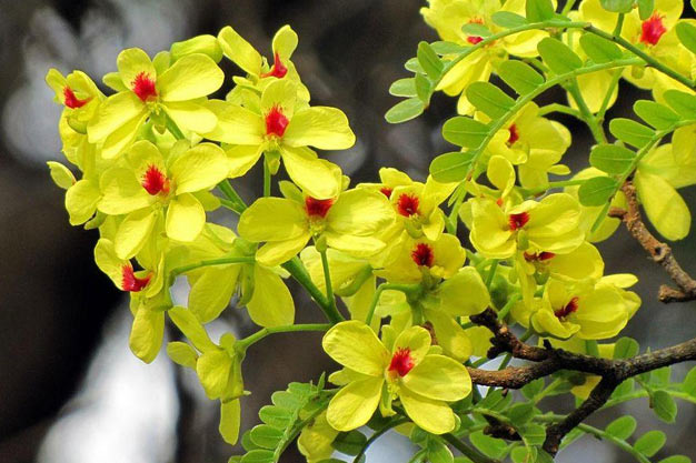 Brazil-Flowers-Pau-Brasil Flower