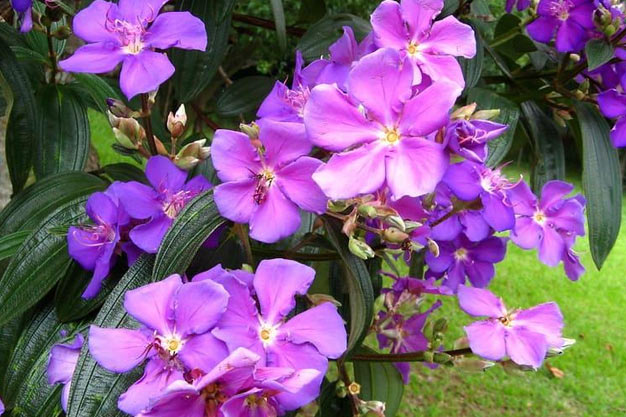 Brazil-Flowers-Quaresmeira