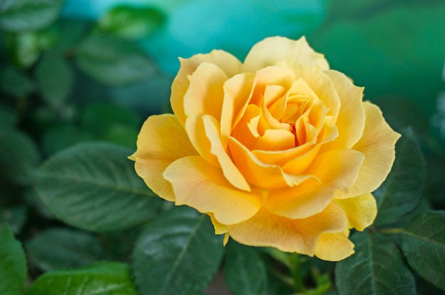 Brazil-Flowers-Roses
