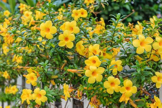 Brazil-Flowers-Yellow Allamanda