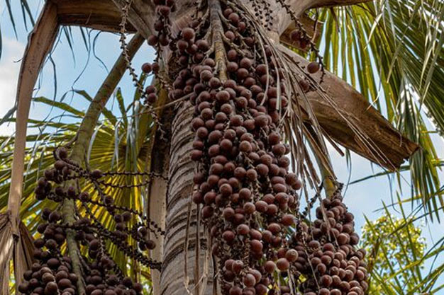 Brazil-Plants-Açaí Palm