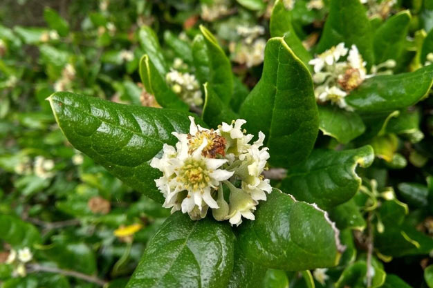 Brazil-Plants-Boldo-do-Chile
