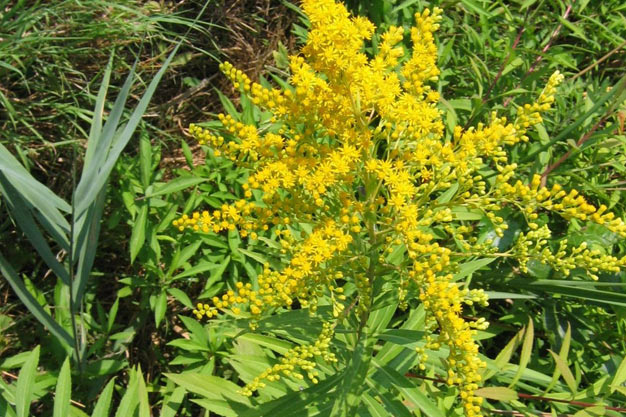 Brazil-Plants-Brazilian Arnica