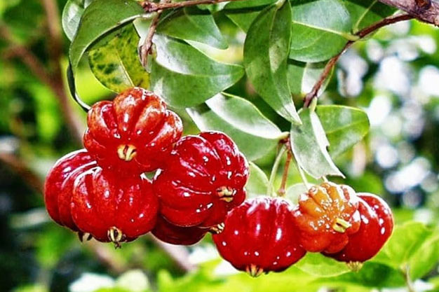 Brazil-Plants-Brazilian Cherry